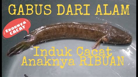 Full Tutorial Bagus Bagi Pemula Tanpa Modal Bisa Budidaya Ikan Gabus