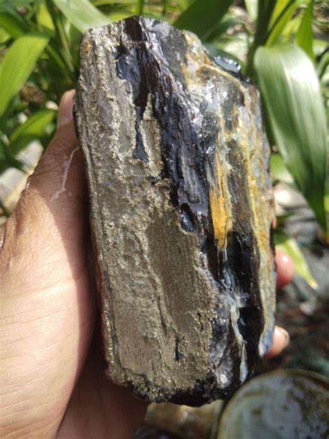 FOSIL KELOR BERSERAT PYRITE UNIK Lazada Indonesia