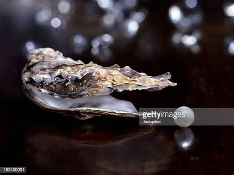 Pearl Oyster Fotografías E Imágenes De Stock Getty Images