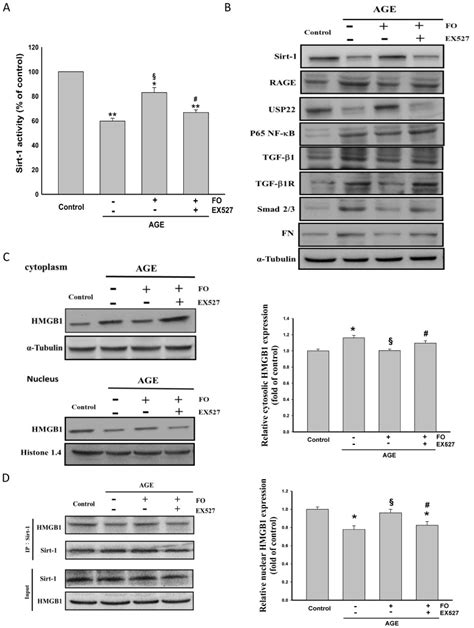 Oligo Fucoidan Improves Diabetes Induced Renal Fibrosis Via Activation