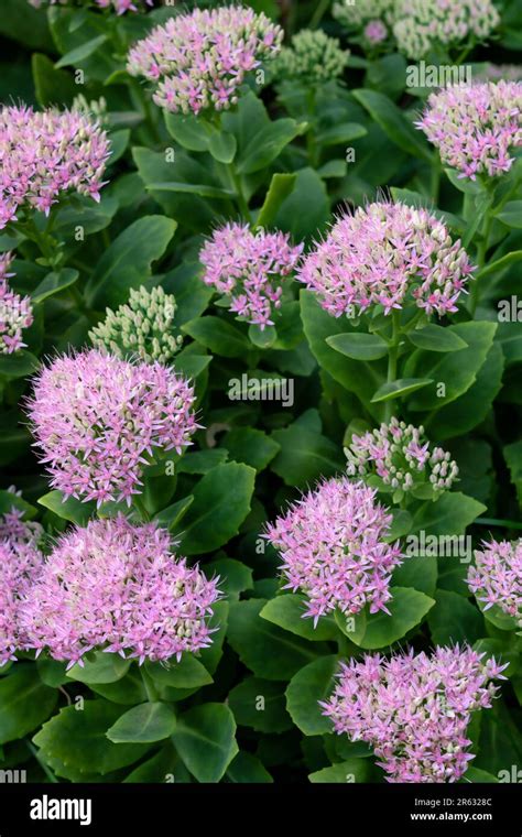 Showy Stonecrop Hi Res Stock Photography And Images Alamy