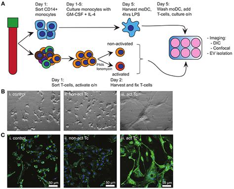 Frontiers Bystander T Cells Support Clonal T Cell Activation By