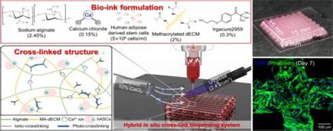 Bone Derived Decm Alginate Bioink For Fabricating A D Cell Laden Mesh