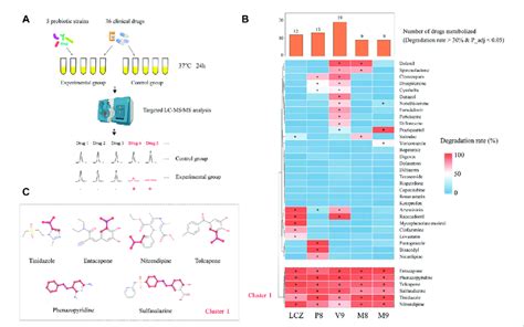 Drug Metabolizing Activities Of Probiotics A Schematic Illustration