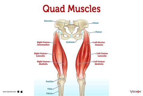 Quad Muscles (Human Anatomy): Image, Functions, Diseases and Treatments