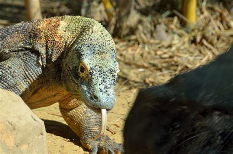 komodo dragon  stock photo public domain pictures