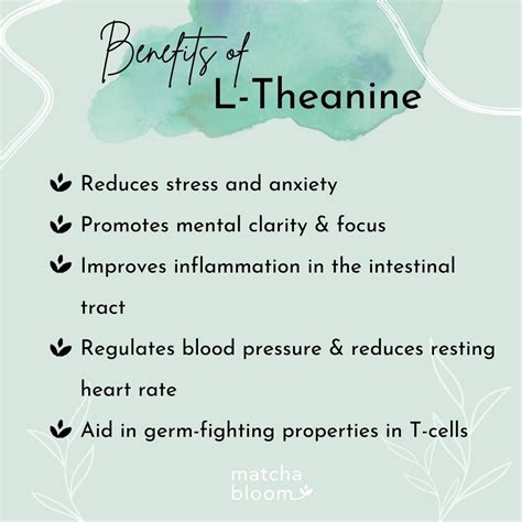 What Is L Theanine And How Can It Improve Your Sleep