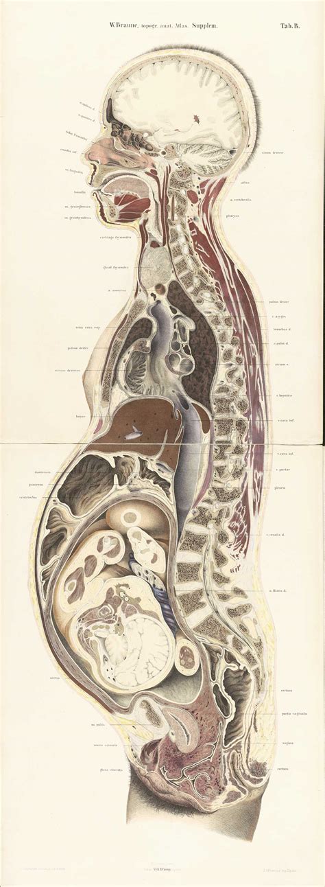 Historical Anatomies On The Web Wilhelm Braune Home