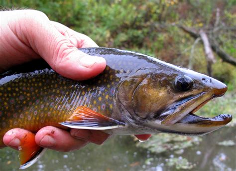 Brook trout - bucketlena