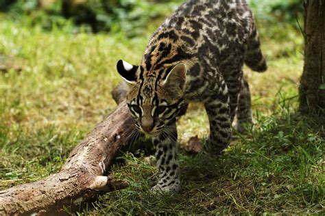 Ocelot Leopardus Pardalis Ocelot Ozelot Parc De L Auxois Flickr