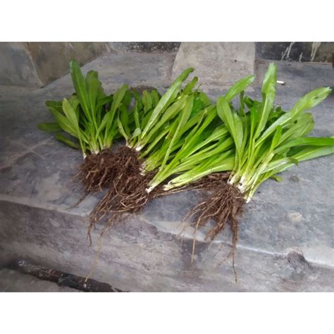 Jual 10 Batang Daun Walang Sangit Siap Tanam Shopee Indonesia