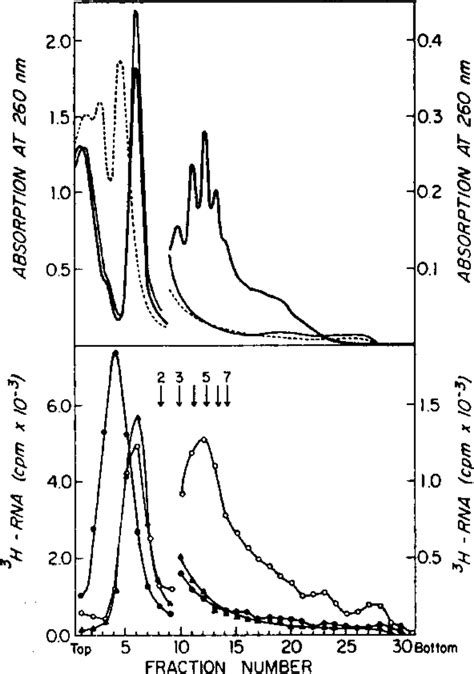 Polyribosome Profiles Of Early Blastula Embryos And Profiles Of The