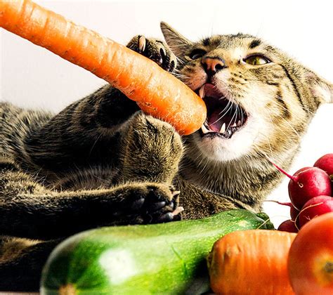 Qu Frutas Pueden Comer Los Gatos Verduras Y Frutas Para Gatos