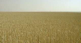 wheat growing  grain harvesting