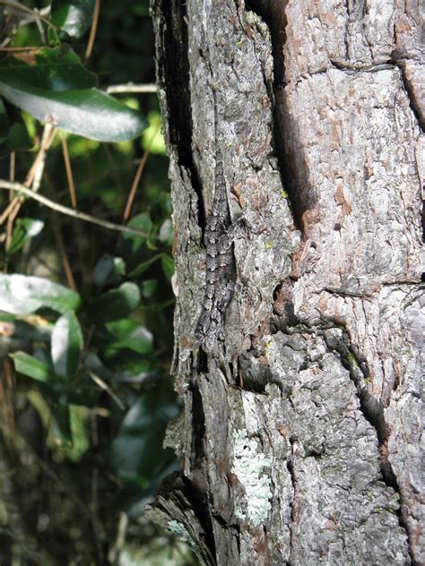 Sceloporus Undulatus Undulatus Southern Fence Lizard On Flickr