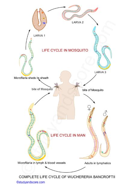 Parasitología Tercer Semestre Ciclo De Vida Formas Parasitarias Y Tipo De Transmisión Del