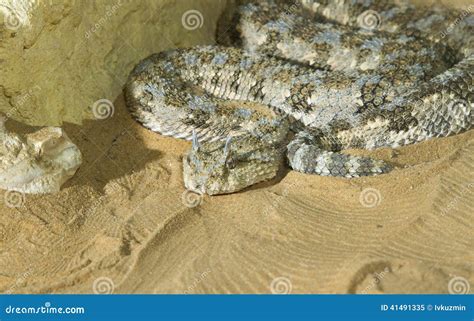 Saharan Horned Viper Cerastes Cerastes In The Sand Stock Image