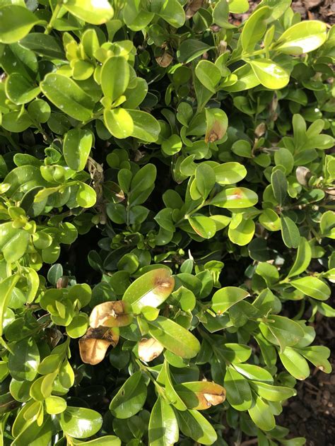 Boxwood Diseases Insect Pests Home Garden Information