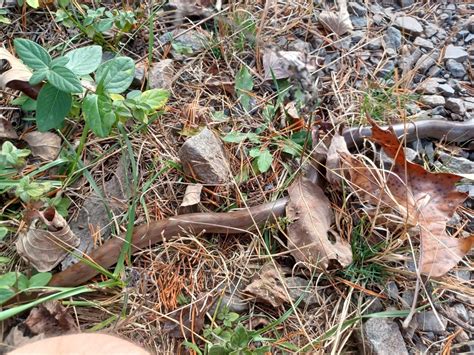 Mole Kingsnake From Manassas VA 20109 USA On November 05 2022 At 02