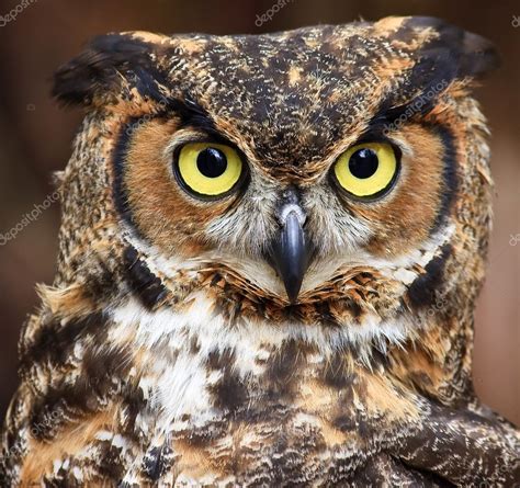 Great Horned Owl Head Shot Stock Photo JillLang 8071688