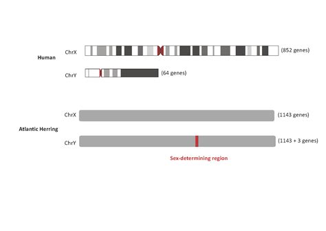 Researchers Shed Light On Genetic Mechanisms Of Sex Determination