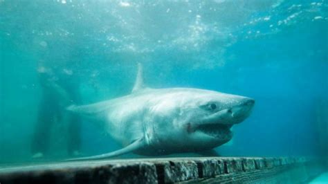 Video Great white shark sighting in Long Island Sound - ABC News