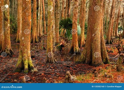 Rvores De Cypress No P Ntano Foto De Stock Imagem De Lama Grama