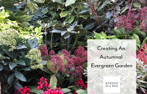 Creating An Autumnal Evergreen Garden - By Border in a Box