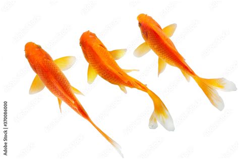 Top view fish on white background Stock Photo | Adobe Stock