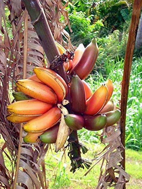 Buy OhhSome Live Rare Musa Acuminata Red Banana Tissue Culture Ain