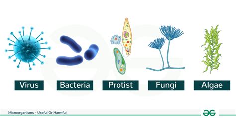 Microorganisms - Useful And Harmful GeeksforGeeks