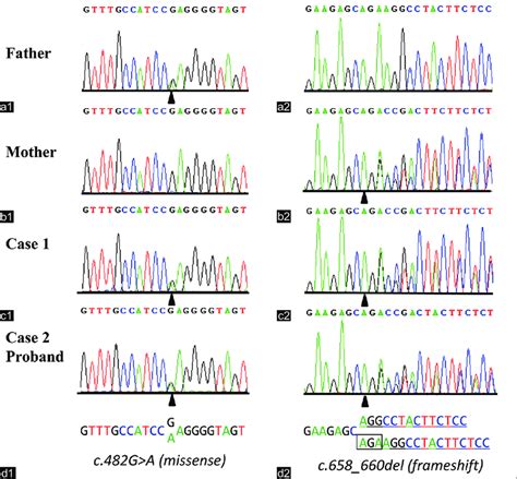 Frameshift Mutation Diagram