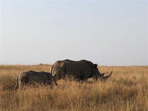 Nairobi Nationalpark Tur Med Babyelefant Og Girafcenter Getyourguide