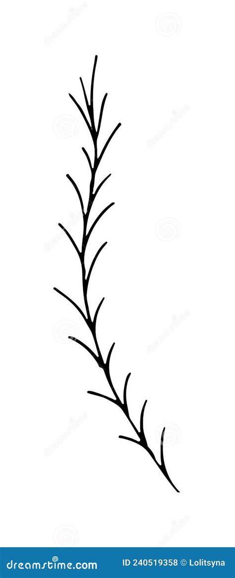 Herb Hand Drawn Vector Herb In Doodle Style Outline Stock Vector