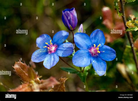 Blooming Anagallis Arvensis Scarlet Pimpernel Flowers Stock Photo Alamy