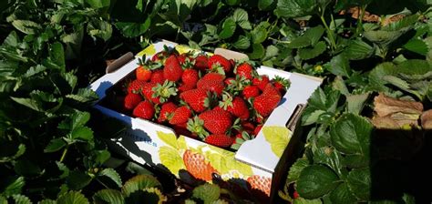 Best Strawberry Picking Farms In Perth