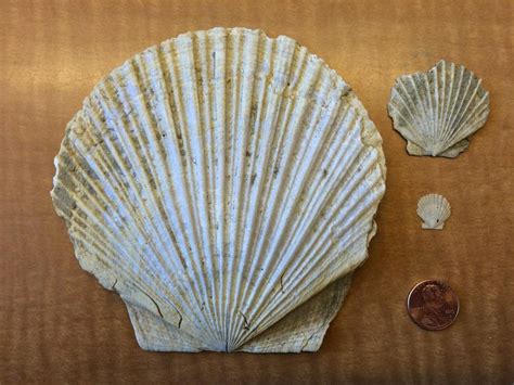 Marine fossils found near Normal Heights | Fleet Science Center