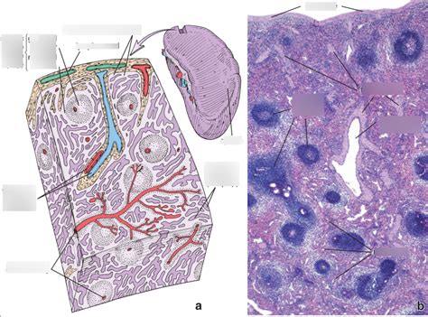 Spleen Diagram Quizlet