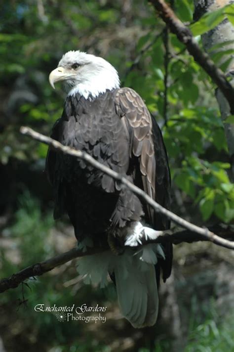 Bald Eagle Enchanted Gardens Photography Photography Animals