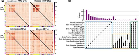 Disease NMD QTLs In Brain Tissues A Tissue Pair Wise Similarity Of