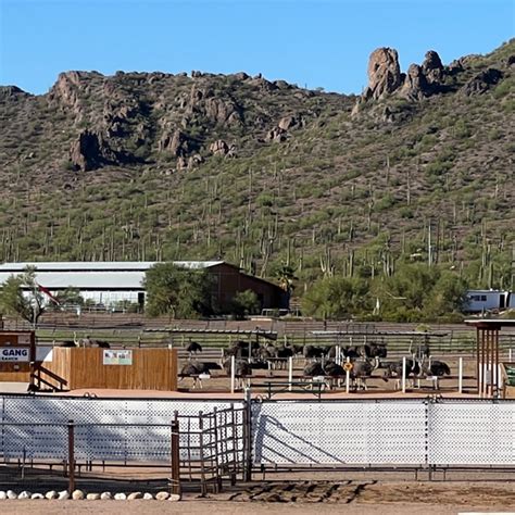 Rooster Cogburn Ostrich Ranch in Picacho, AZ (14 Photos)