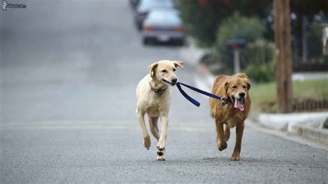 10 Consejos Básicos Para Cuidar De Tu Perro · Wakyma