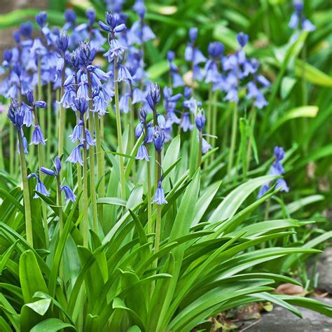 Spanish Bluebell Bulbs – Carbeth Plants