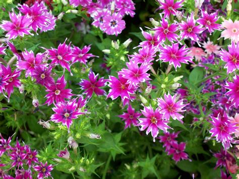 Flower Show 2 Free Photo Download | FreeImages