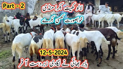 Lalukhet Bakra Mandi Latest Update L 12 May 2024 L Bakra Mandi Karachi