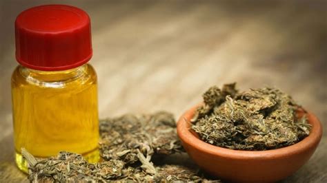 ¿cómo Fabricar Aceite De Cannabis En Casa El Método Más Sencillo Para