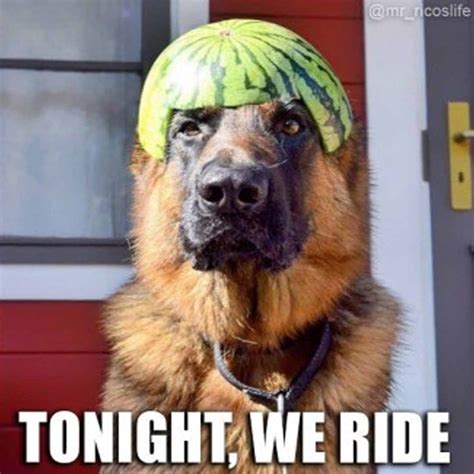 50+ German Shepherd Memes (Memes That Cure Sadness) – GSD Colony