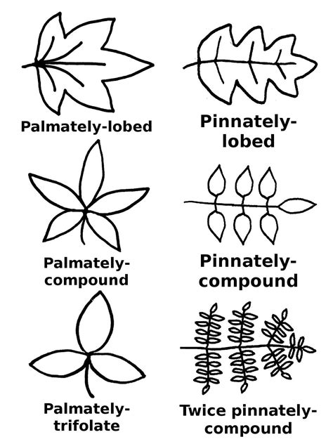 Illustrations Of Leaf Shapes Wildflowers Of Joshua Tree Country