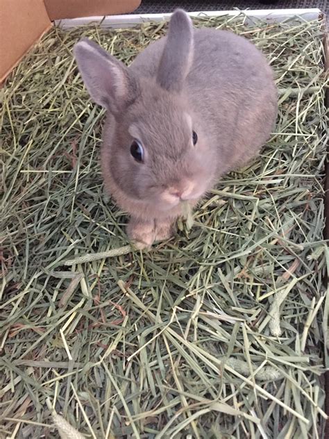 Baby bunny eating Timothy Hay! : r/Rabbits