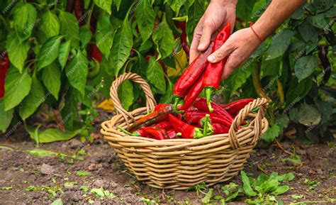 Premium Photo Farmer Harvesting Chili Peppers In Garden Selective Focus